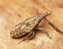 Amyclinae
