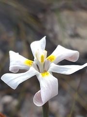 Moraea viscaria