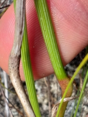 Moraea viscaria