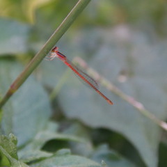 Agriocnemis pygmaea