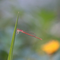 Agriocnemis pygmaea
