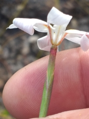 Moraea viscaria