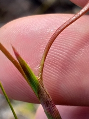 Moraea viscaria