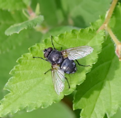 Polleniidae