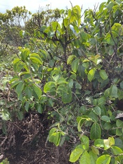 Antidesma platyphyllum