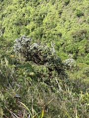 Metrosideros rugosa