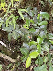 Antidesma platyphyllum