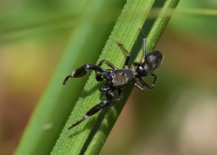 Ligonipes