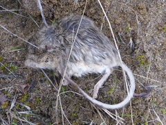 Perognathus parvus