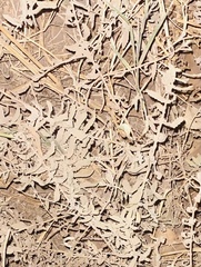 Myriopteris lindheimeri