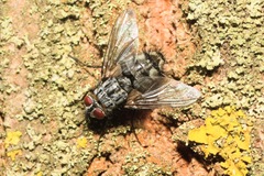 Microphthalma europaea