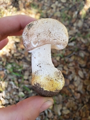Agaricus subrufescens