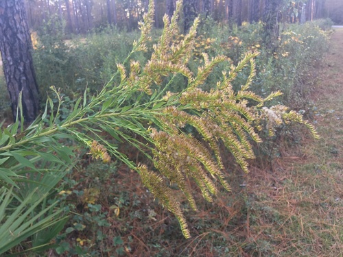 Solidago altissima image
