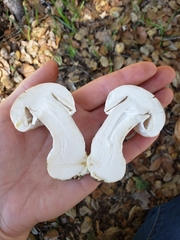 Agaricus subrufescens