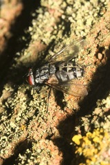 Microphthalma europaea