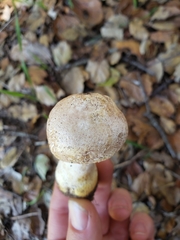 Agaricus subrufescens
