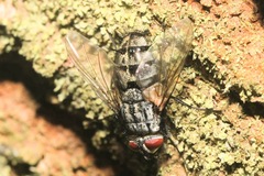 Microphthalma europaea
