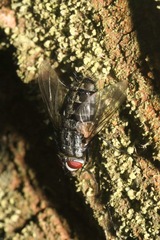 Microphthalma europaea