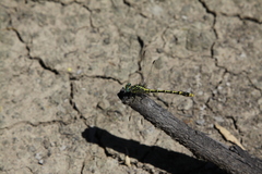 Austrogomphus australis