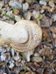 Agaricus subrufescens