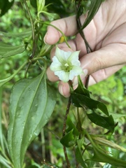 Tripterospermum taiwanense