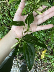 Tripterospermum taiwanense