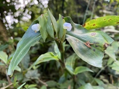 Commelina paludosa
