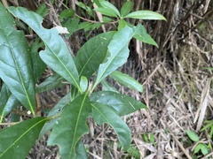 Schima superba kankaoensis