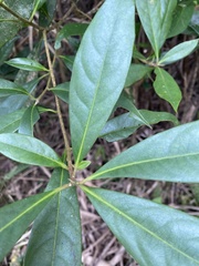 Schima superba kankaoensis