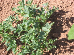 Astragalus ampullarius