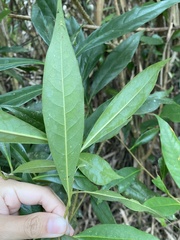 Schima superba kankaoensis