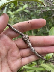 Merimnetria homoxyla