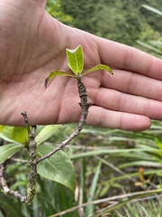 Merimnetria homoxyla