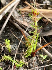Myriophyllum simulans