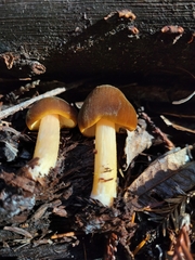 Pluteus romellii