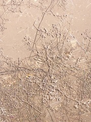 Tidestromia suffruticosa