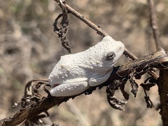 Hyperolius viridiflavus