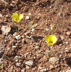 Calochortus aureus