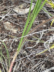Stylidium albomontis