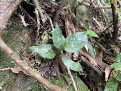 Goodyera daibuzanensis