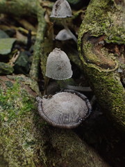 Coprinopsis laanii