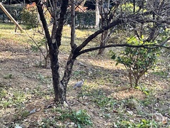 Streptopelia chinensis