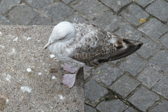 Larus