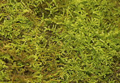 Thuidiopsis