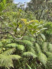 Polyscias oahuensis