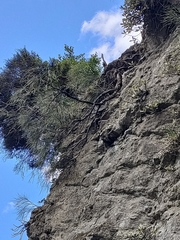 Carmichaelia glabrescens