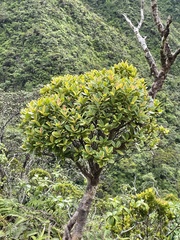 Syzygium sandwicense