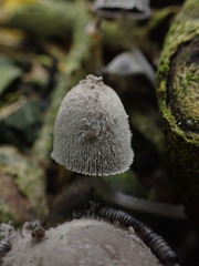 Coprinopsis laanii