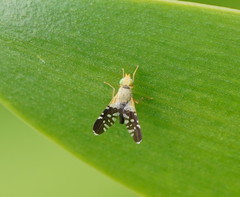 Spathulina acroleuca