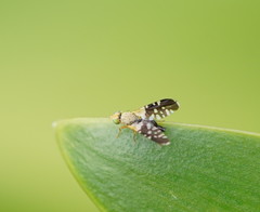 Spathulina acroleuca